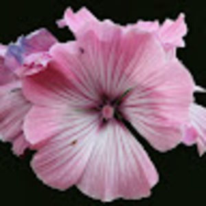 Meet your Posher, Alisa